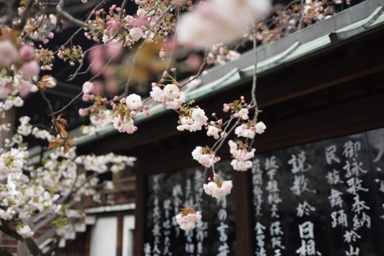 Symbolbild Tattooverbot in den Onsen: Kirschblüten in Japan vor dunkler Hauswand